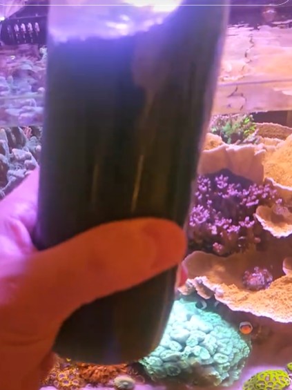 Fitoplancton TheCubeReef davanti al mio acquario reef
