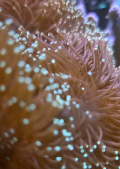Dettaglio dei coralli del mio acquario
