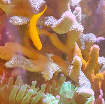 Vita e coralli nel mio reef