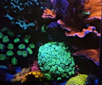 Vista ravvicinata del reef TheCubeReef
