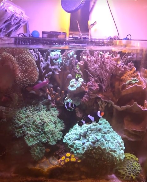 Il reef TheCubeReef